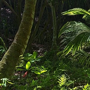 Rainforest, Kauai, Hawaii, United States