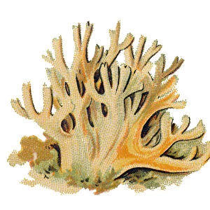 Ramaria formosa, commonly known as the beautiful clavaria, handsome clavaria, yellow-tipped