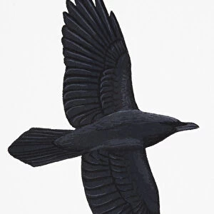 Raven (Corvus corax), adult