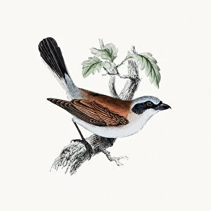 Shrikes Cushion Collection: Related Images