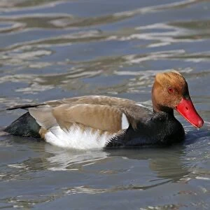 Red-crested pochard -Netta rufina- in the water, Camargue region, France, Europe
