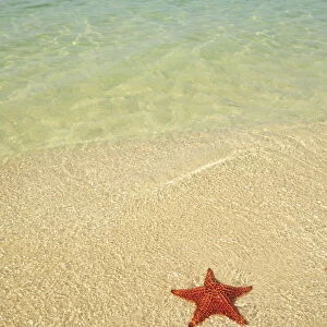 Red cushion sea star -Oreaster reticulatus-, protected species, Playa Ancon beach, near Trinidad, Cuba, Caribbean