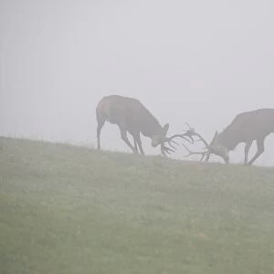 Red deer (Cervus elaphus), young stags playfully fighting in fog during rutting season