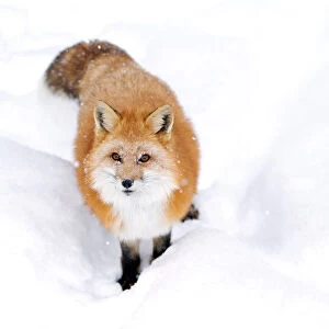 Red fox in snow