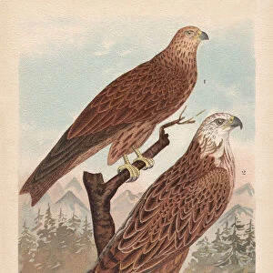 Red kite (Milvus milvus), chromolithograph, published in 1896