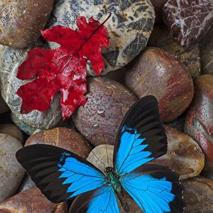 Red leaf, blue, butterfly, insect