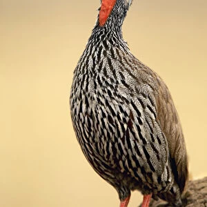 Phasianidae Collection: Red Necked Spurfowl
