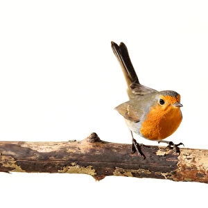 Red robin on a branch