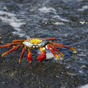 Red Rock Crab -Grapsus grapsus- on a rock in the surf, San Cristobal Island, Galapagos Islands, Ecuador