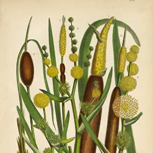 Reed Mace, Reed, Bur Reed, Typha, Cattail, Victorian Botanical Illustration