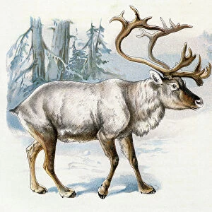 Reindeer illustration 1899