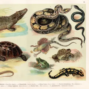 Reptiles lithograph 1888