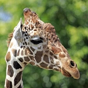 Reticulated Giraffe -Giraffa camelopardalis reticulata-, adult, portrait, captive, Miami, Florida, USA