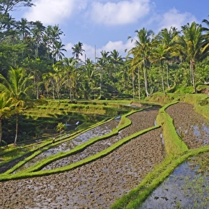 Rice terraces at the Pura Gunung Kawi temple, Bali, Indonesia