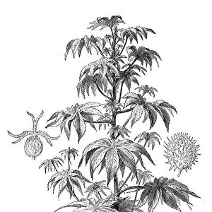 Ricinus communis, the castorbean or castor-oil-plant (ricinus communis)