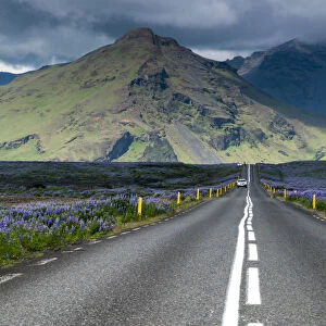 Ring road, Nootka lupine -Lupinus nootkatensis- at Vik i Myrdal, South Coast, Iceland, Europe