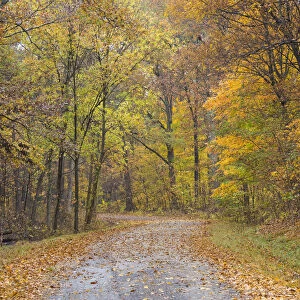 Road with autumn trees, Stephen A. Forbes State Park, Marion County, Illinois, USA
