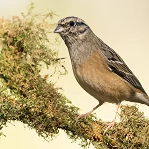 Rock Bunting (Emberiza cia) male, standing on a branch of tree with lichens. Spain, Europe