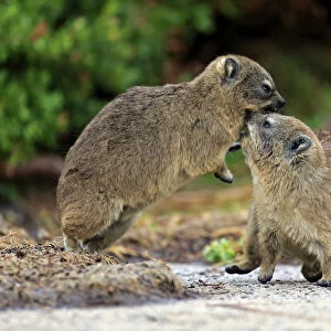 Rock Hyraxes -Procavia capensis-, two young quarreling or fighting, Bettys Bay, Western Cape, South Africa