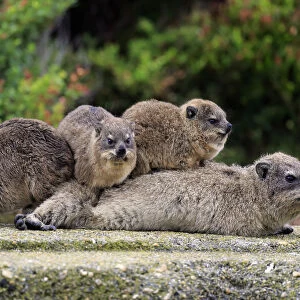 Rock Hyraxes -Procavia capensis- adult female with three young, social behavior, Bettys Bay, Western Cape, South Africa
