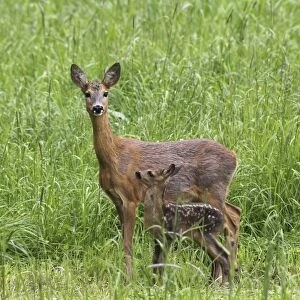 Roe deer -Capreolus capreolus-, doe with fawn, Allgaeu, Bavaria, Germany