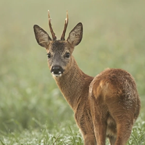 Roe Deer -Capreolus capreolus-, Roebuck, Limburg an der Lahn, Hesse, Germany, Europe