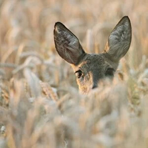 Roe Deer -Capreolus capreolus-, in a wheat field, Lower Austria, Austria