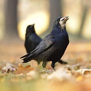 Rook -Corvus frugilegus- with a hazelnut in its beak, on autumn leaves, Leipzig, Saxony, Germany