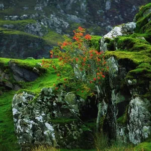 Rowan Tree, Co Donegal, Ireland