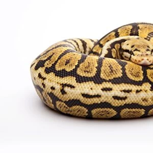 Royal python -Python regius-, Powerball, male, reptile breeder Willi Obermayer, Austria