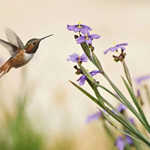 Rufous Hummingbird and Blue-Eyed Grass Flowers