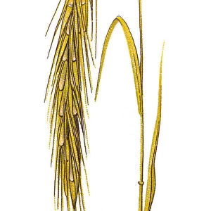 Rye (Secale cereale)