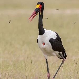 Saddle-billed Stork (Ephippiorhynchus senegalensis), male, Murchinson Falls National Park
