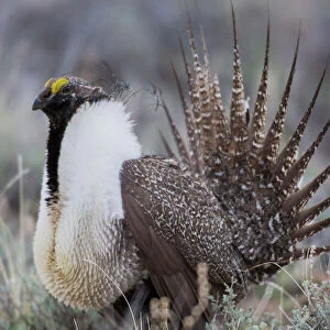 Phasianidae Greetings Card Collection: Greater Sage Grouse