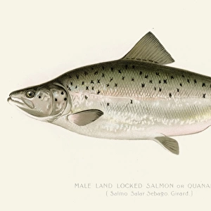 Salmon illustration 1896