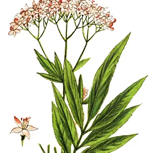 Sambucus ebulus, also known as danewort, dane weed, danesblood, dwarf elder or European dwarf elder