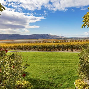Scenic landscape with vineyards, Red Mountain, Benton City, Washington State, USA