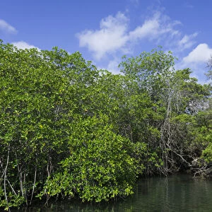 Sea channel overgrown with mangroves, Isabela Island, Galapagos Islands, Ecuador