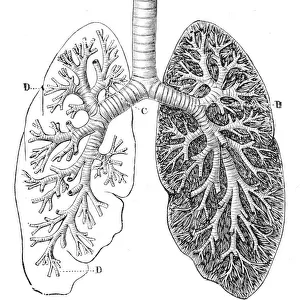 Section of the Lungs Anatomy Drawings 1888
