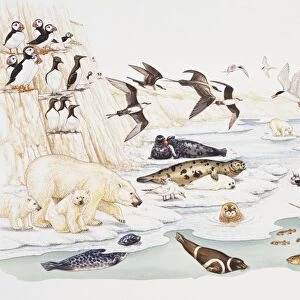 Selection of marine and arctic wildlife