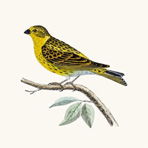 Serin Finch bird