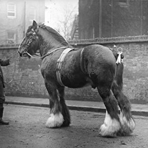 Horses Collection: Shire Horse
