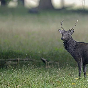 Sika Deer -Cervus nippon-, Denmark