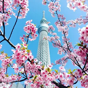 skytree and cherry blossom in tokyo, Japan
