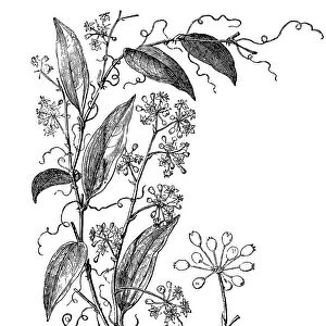 Smilax Pseudo Syphilitica (Medicinal plant)