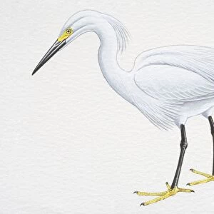 Snowy Egret (Egretta thula), with white plumage, black bill and yellow feet, side view
