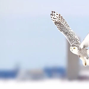Snowy owl along a country road