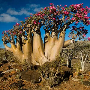 Remote Places Mounted Print Collection: Socotra Yemen
