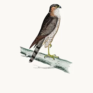 Bird Lithographs Fine Art Print Collection: The History of British Birds by Morris