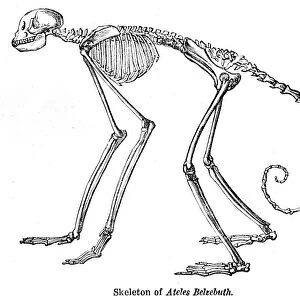 Spider monkey skeleton engraving 1878